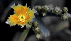 サボテンの花