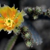 サボテンの花