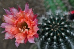 サボテンの花2