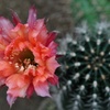 サボテンの花2