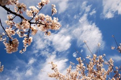 桜