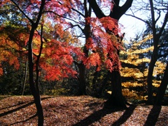 紅葉2