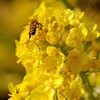 蜂と菜の花
