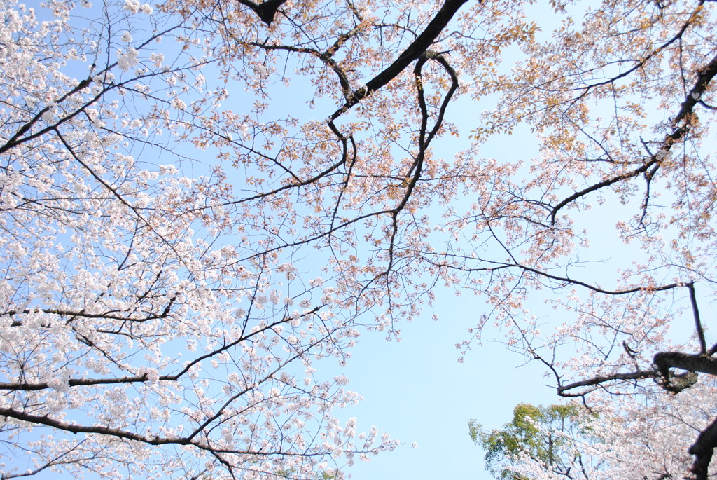 SAKURA