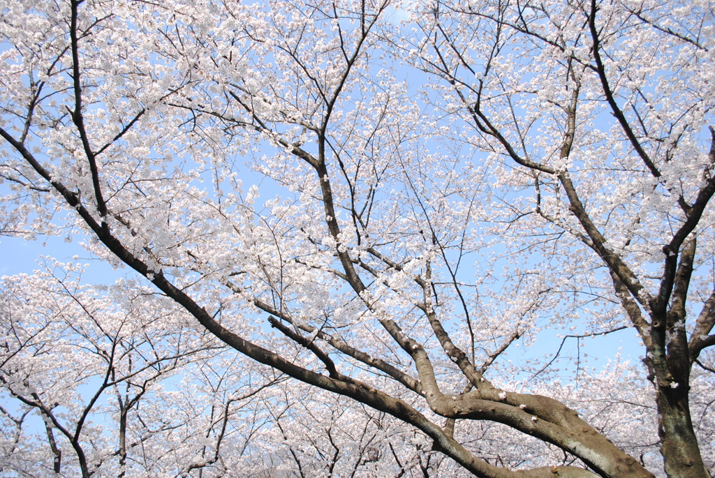 SAKURA