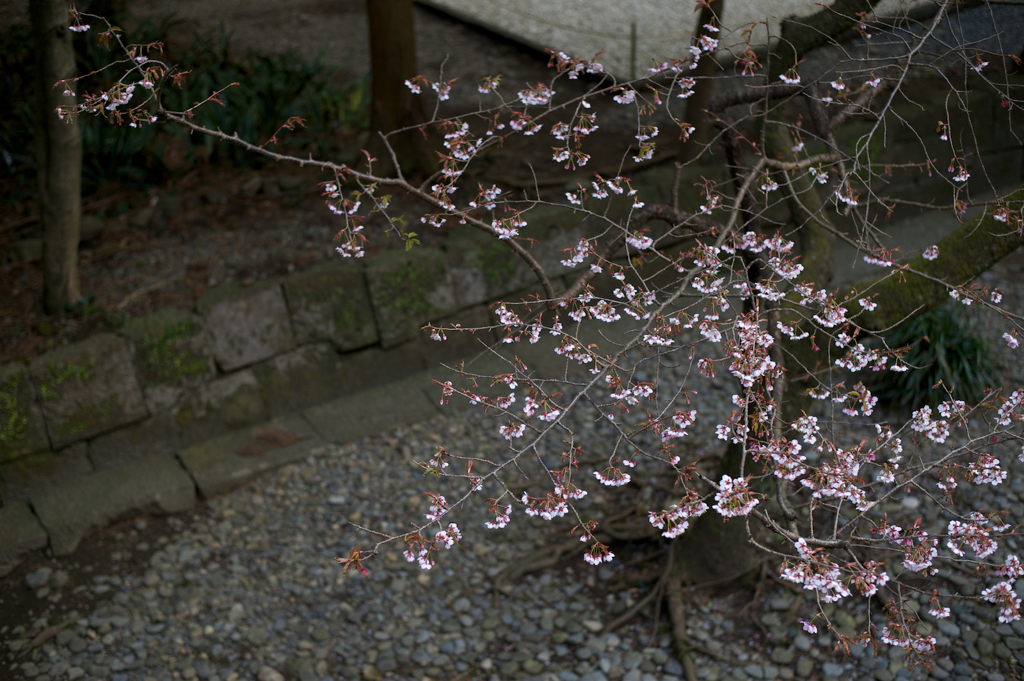 寒桜