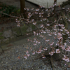 寒桜