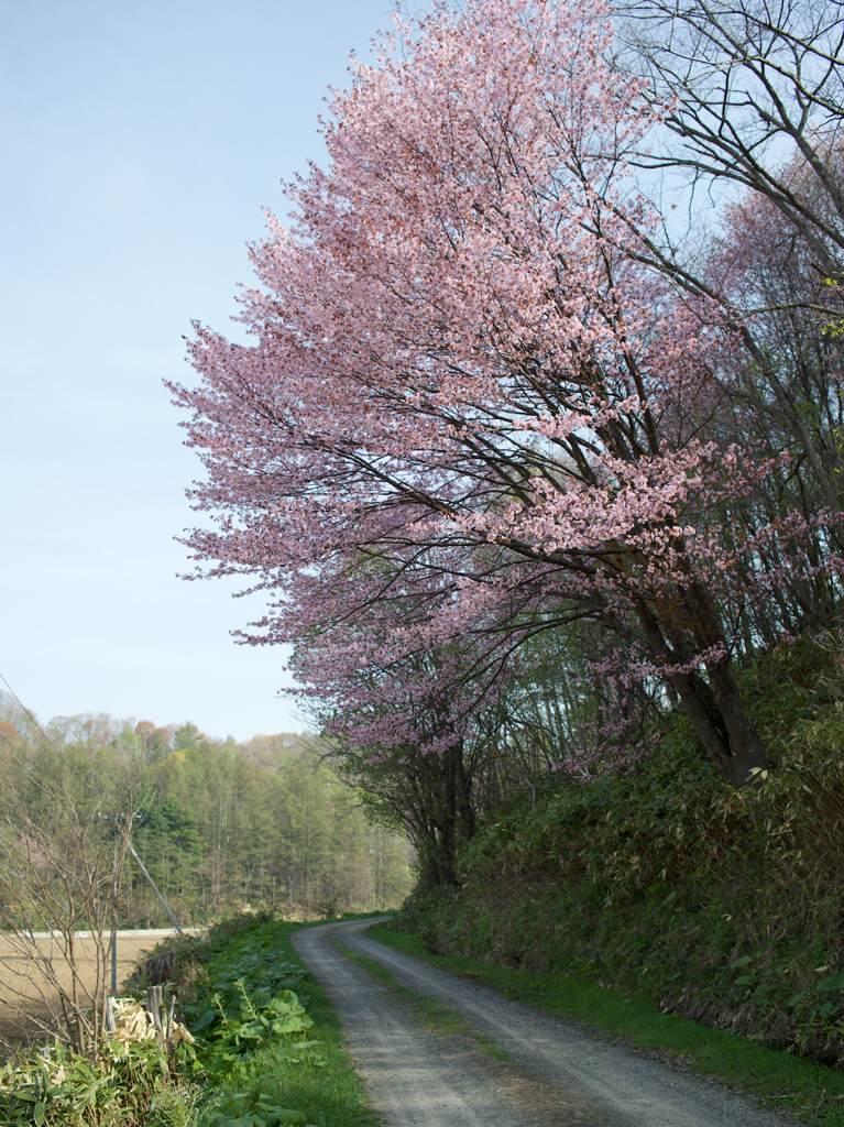 北の桜