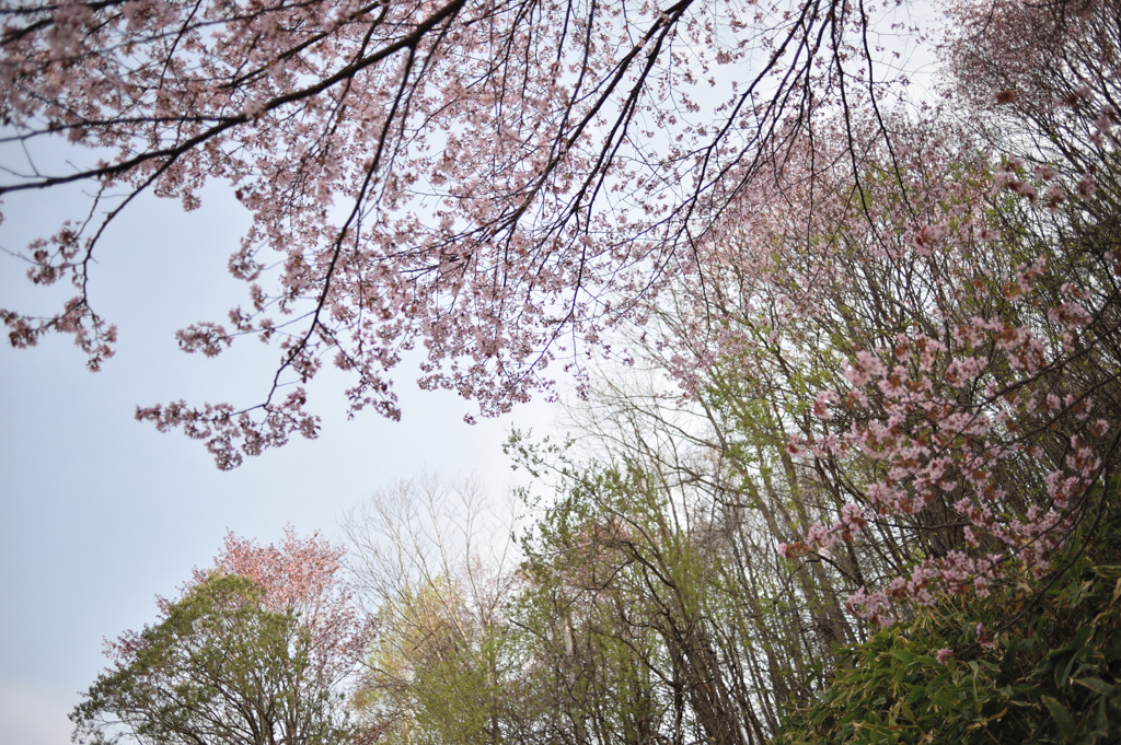 北の桜