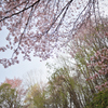 北の桜
