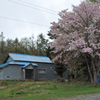 農家の桜