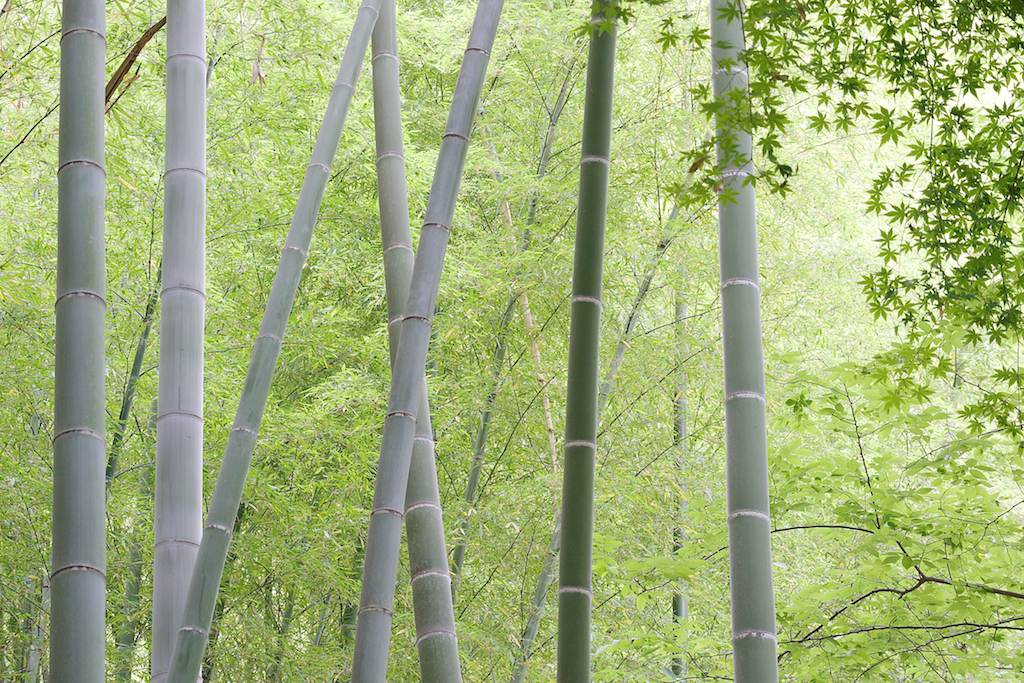 竹林の印象