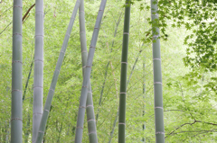 竹林の印象