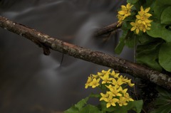 冷たい雨に咲くヤチブキの花