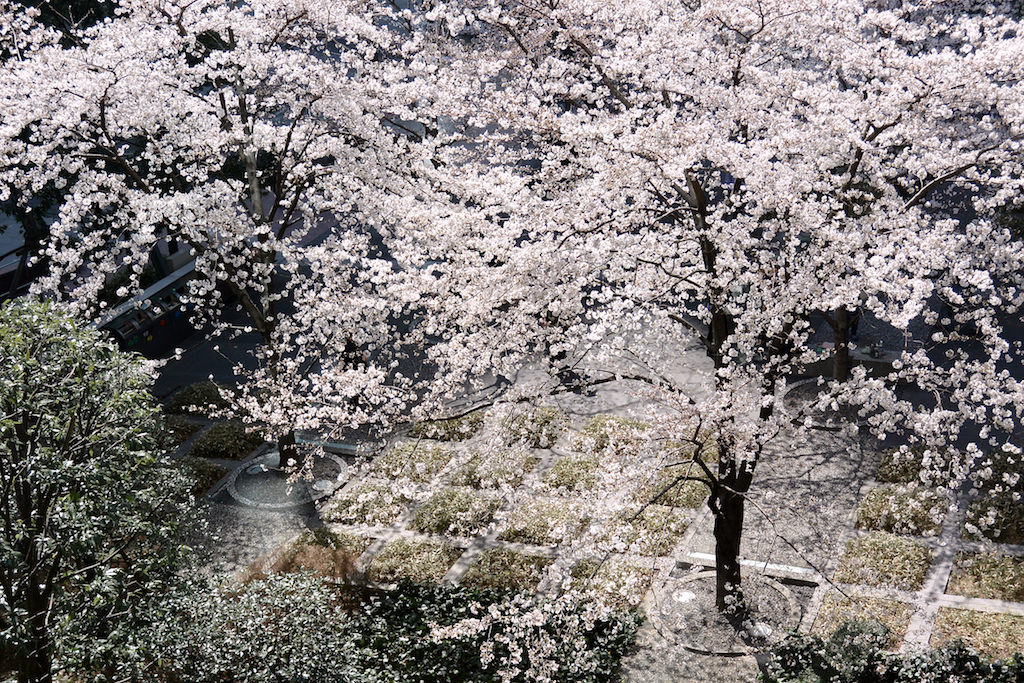 品川の桜