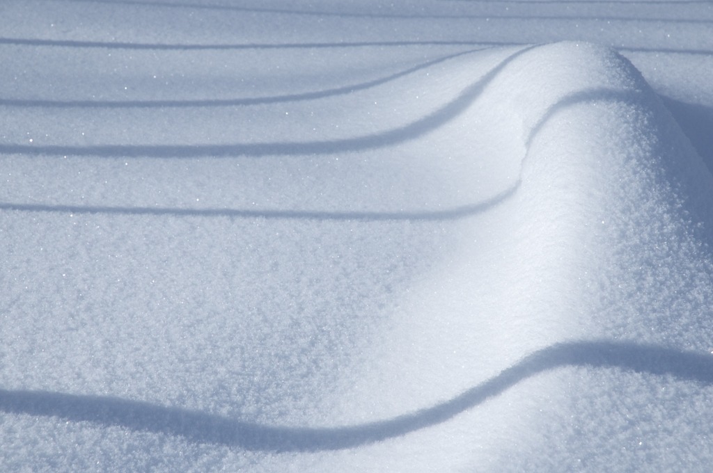 雪上の樹影