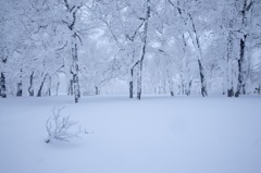 新雪の森