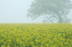 朝もやの菜の花畑