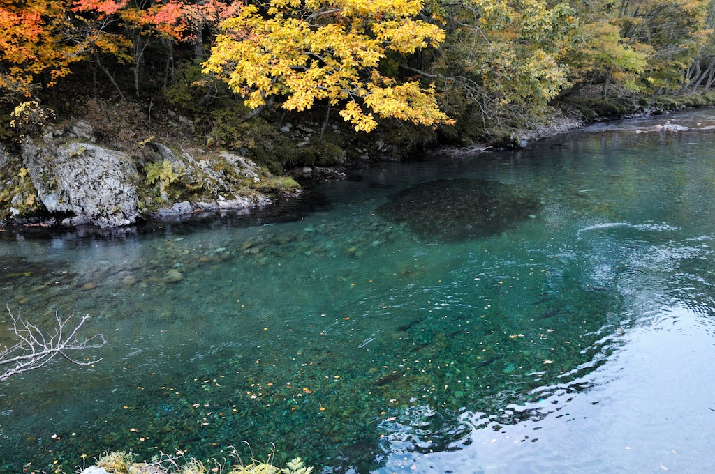 野生の川の秋の景色