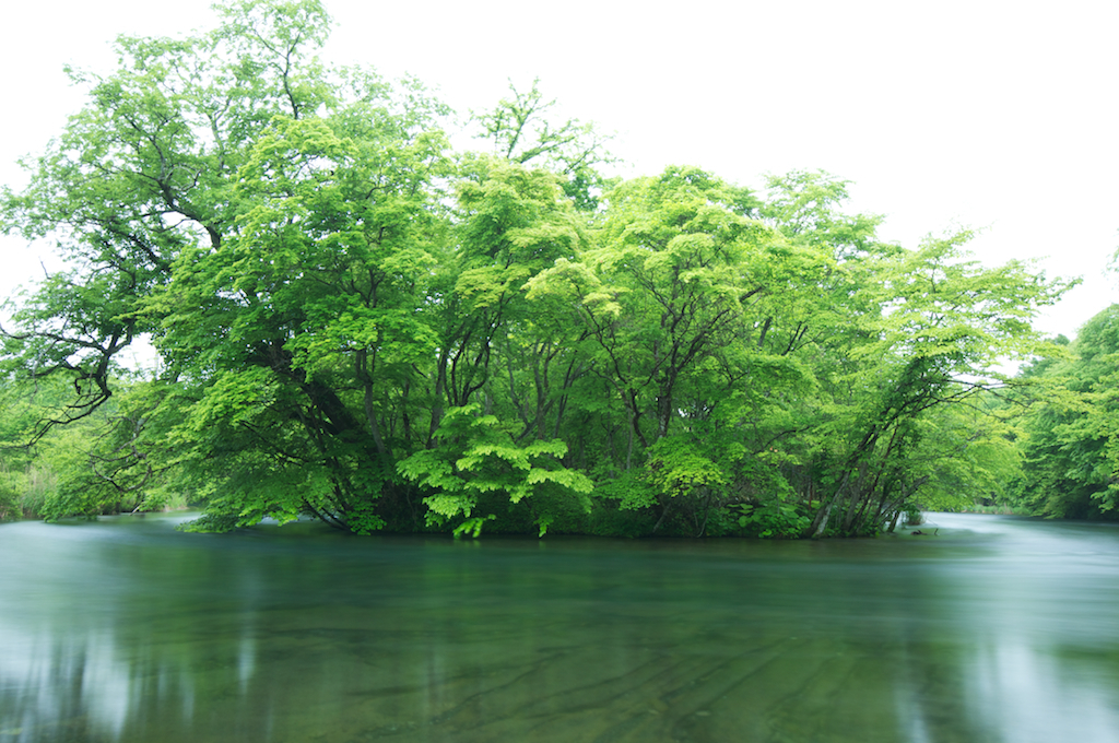 水上の森 - 新緑