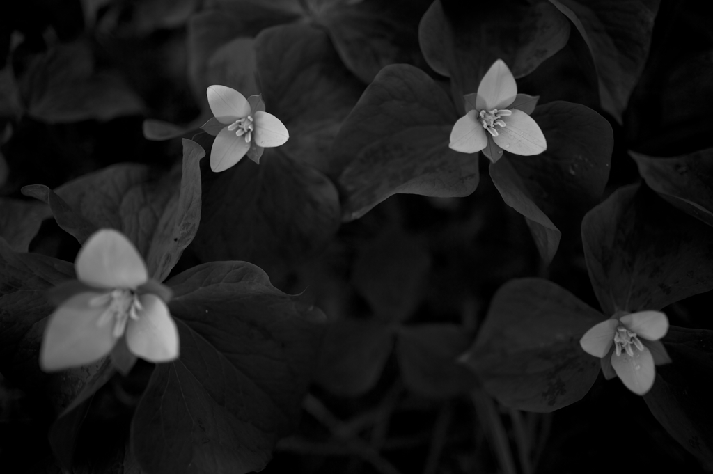 Trillium