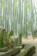 竹林の朝