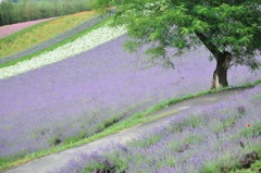 ７月の富良野、ラベンダーの季節