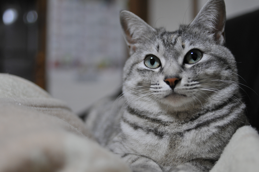みかん