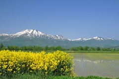 北国の田植えの頃