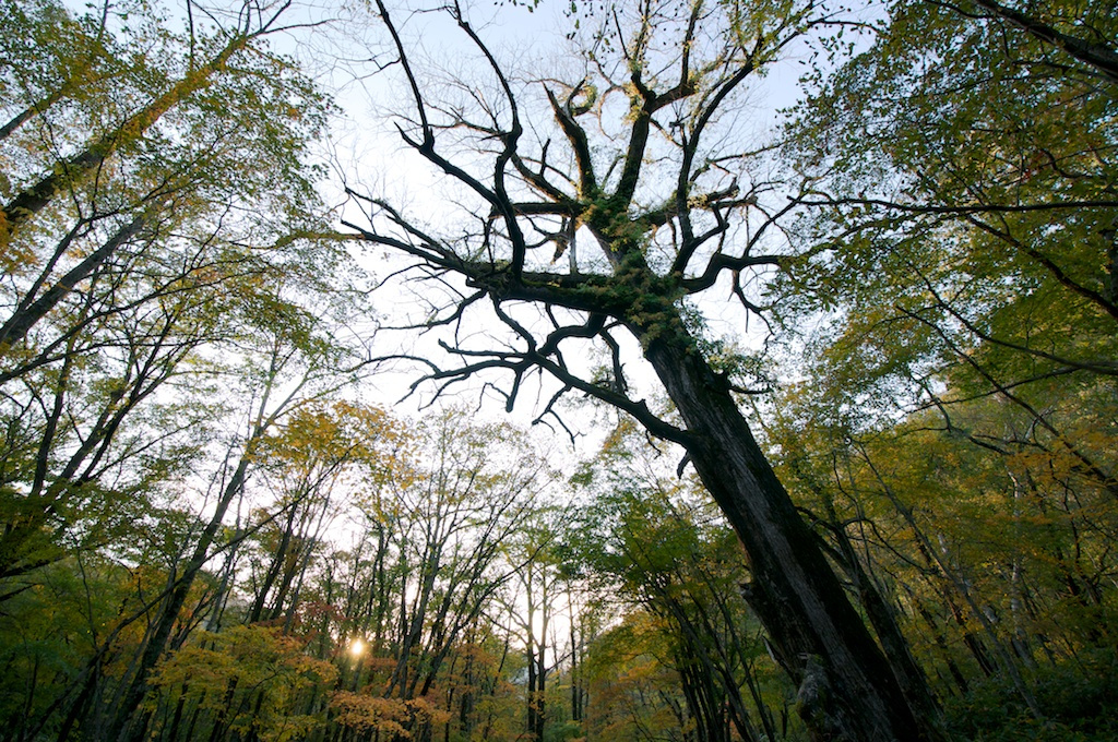 巨樹 - 2011年秋