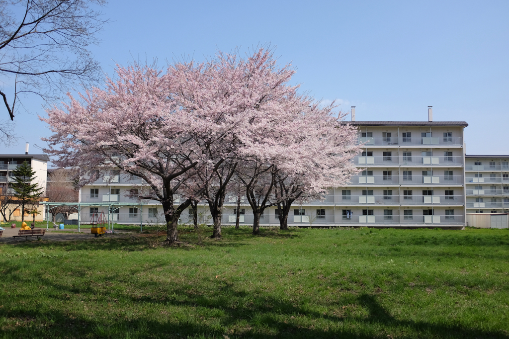 桜団地