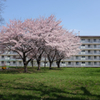 桜団地