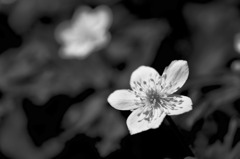 ニリンソウの花