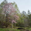 北の桜