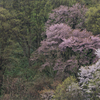 エゾヤマザクラ