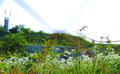 beyond the fence