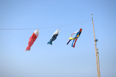 DSC_0223.NEF