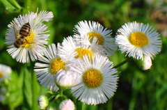 bee