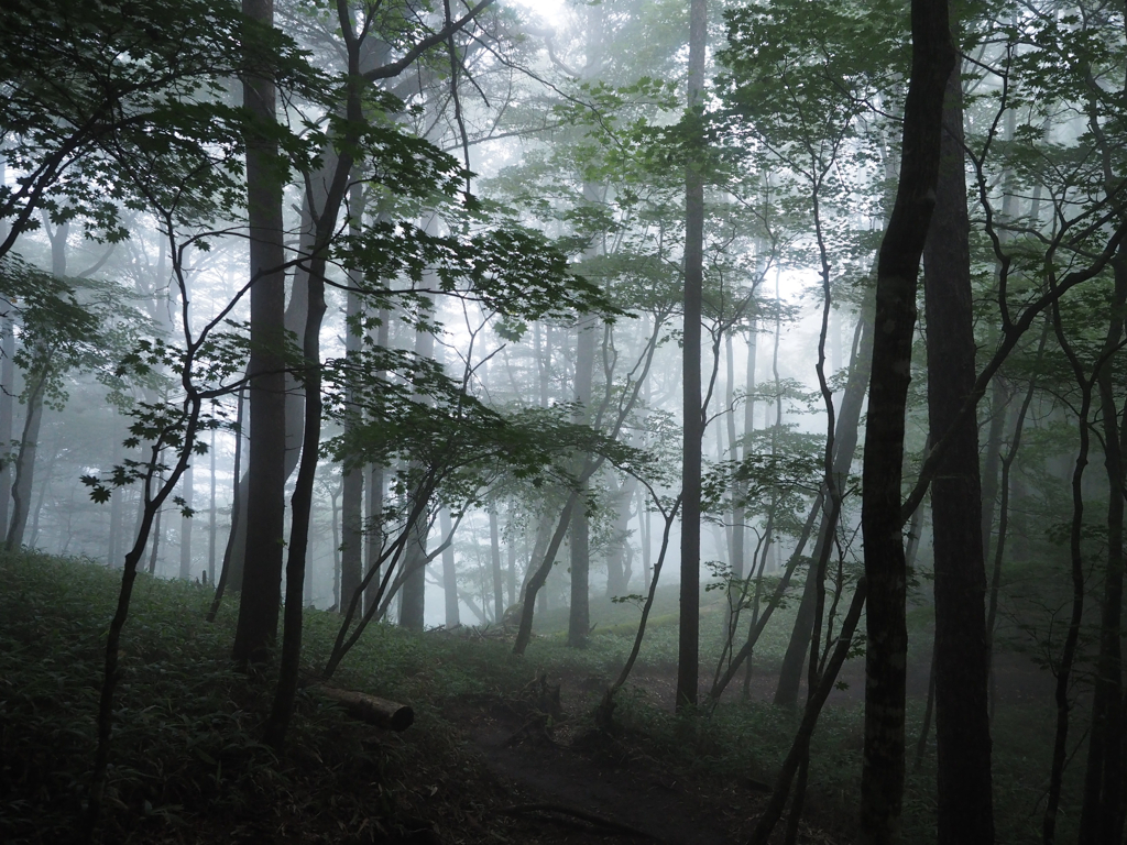 霧の中の山歩き