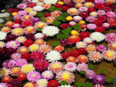 岡寺の華の池