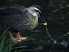 カルガモの水飲み
