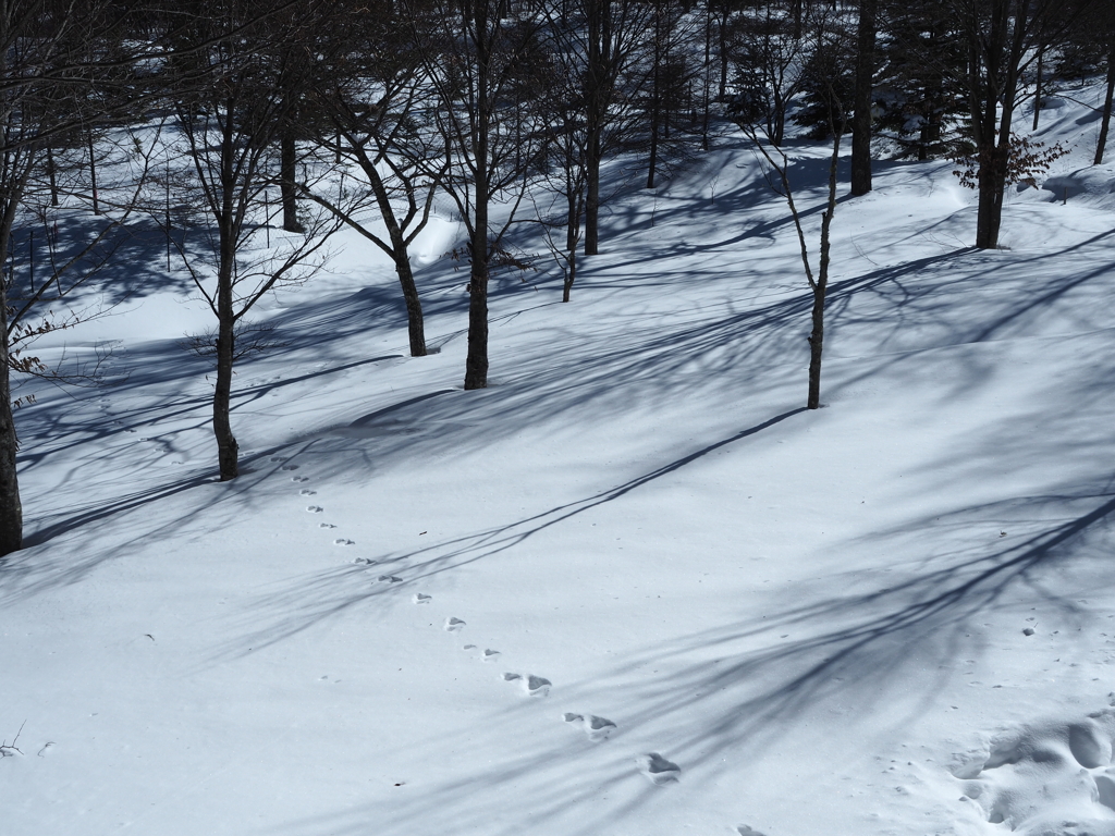 木の影、何かの足跡