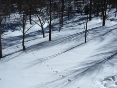 木の影、何かの足跡