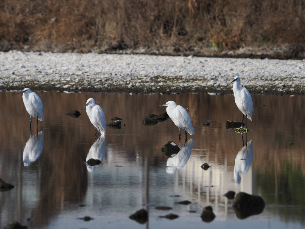 サギー　ロード