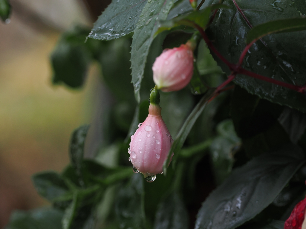 ツリウキソウの蕾
