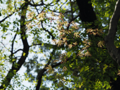 生まれたての紅葉①