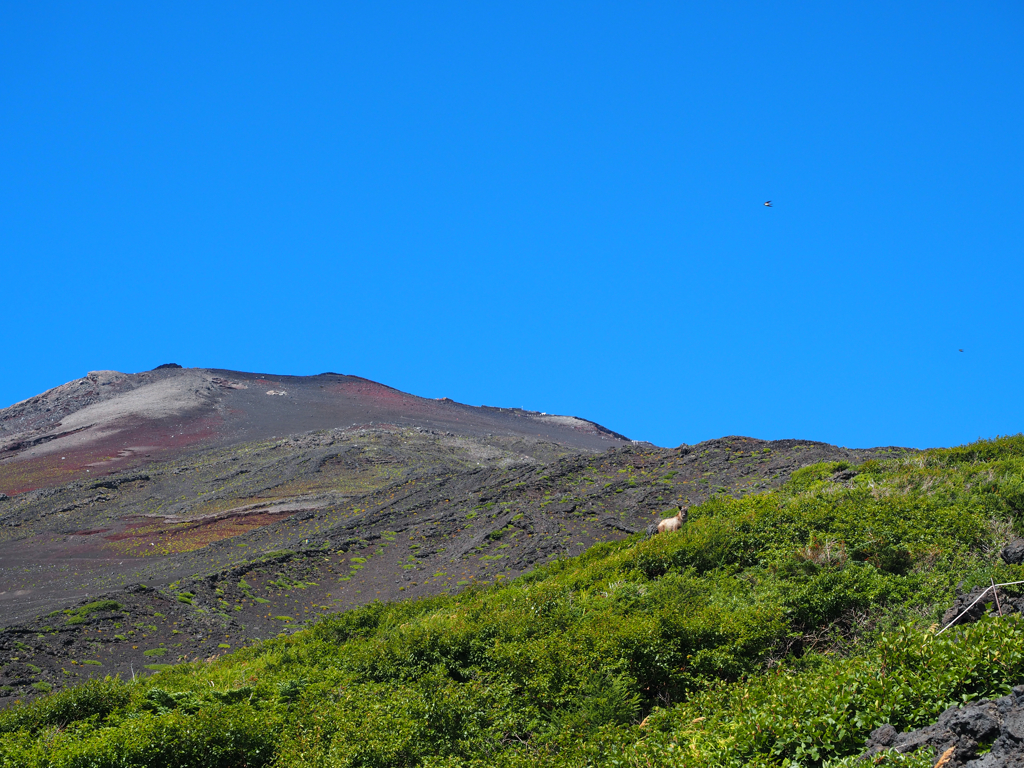 富士山でカモシカ