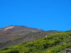 富士山でカモシカ
