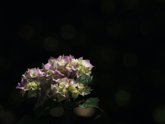 紫陽花の季節（紫）