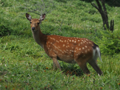 山で鹿